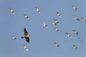 Falco Peregrinus Collection: Peregrine falcon (Falco peregrinus) in flight over marshes with Golden plovers also in sky