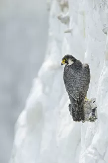 Images Dated 22nd May 2012: Peregrine Falcon (Falco peregrinus) on the White Cliffs of Dover, Kent, UK. May 2012