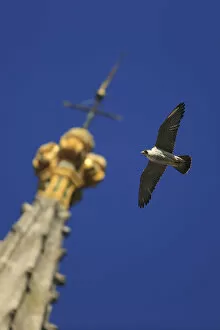 Images Dated 16th June 2013: Peregrine falcon (Falco peregrinus) flying past spire, Norwich Cathedral, Norfolk