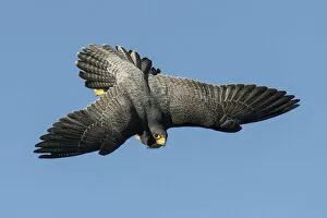 Peregrine falcon (Falco peregrinus), adult male in flight. Bristol, UK. March