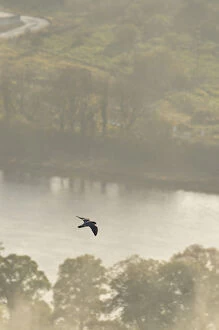 Falco Peregrinus Collection: Peregrine Falcon (Falco peregrinus) in flight over the River Tay. Kinnoull Hill Woodland Park