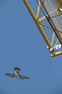Images Dated 29th April 2009: Peregrine falcon (Falco peregrinus) flying past a crane, Barcelona, Spain, April