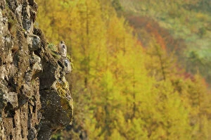Autumn Gallery: Peregrine Falcon (Falco peregrinus) perched on a cliff above a woodland in autumn