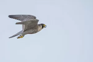 Falco Peregrinus Collection: Peregrine falcon (Falco peregrinus) in flight with open beak. The Netherlands. May