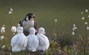 2018 August Highlights Prints: Peregrine falcon (Falco peregrinus) adult feeding chicks in nest, Vaala, Finland, June