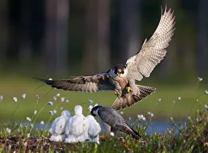 Peregrine falcon (Falco peregrinus) adult landing at nest with chicks, Vaala, Finland