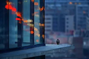 Peregrine falcon (Falco peregrinus) fledgling, perched on skyscraper window ledge at dusk, Torre Realia BCN, Barcelona, Catalonia, Spain. May