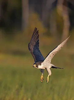 2018 August Highlights Prints: Peregrine falcon (Falco peregrinus) in flight, Vaala, Finland, June
