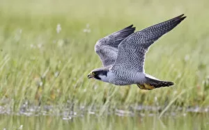 Falco Peregrinus Collection: Peregrine falcon (Falco peregrinus) in flight, Vaala, Finland, June