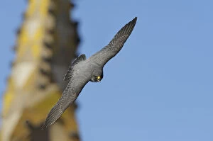Images Dated 29th April 2009: Peregrine falcon (Falco peregrinus) in flight, Barcelona, Spain, April