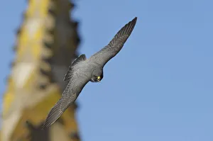 Images Dated 29th April 2009: Peregrine falcon (Falco peregrinus) in flight, Barcelona, Spain, April