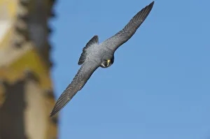 Images Dated 29th April 2009: Peregrine falcon (Falco peregrinus) in flight, Barcelona, Spain, April