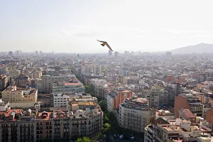 Peregrine falcon (Falco peregrinus) in flight over city, Barcelona, Spain. April