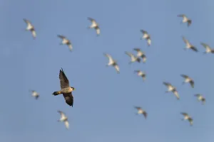 Peregrine falcon (Falco peregrinus) in flight over marshes with Golden plovers also in sky