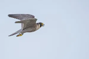 Coloured Background Prints: Peregrine falcon (Falco peregrinus) in flight with open beak. The Netherlands. May