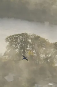Peregrine Falcon (Falco peregrinus) in flight over the River Tay. Kinnoull Hill Woodland Park