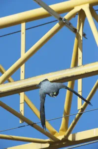 Peregrine falcon (Falco peregrinus) flying past cranes, Barcelona, Spain, April