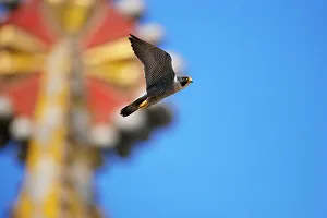Peregrine falcon (Falco peregrinus) male, in flight, with mosaic tower of Sagrada Familia Basilica in background, Barcelona, Spain. April
