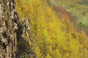 Habitat Prints: Peregrine Falcon (Falco peregrinus) perched on a cliff above a woodland in autumn