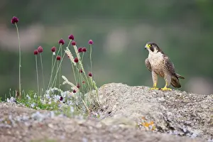 Wildflower Prints: Peregrine falcon (Falco peregrinus) ringed female