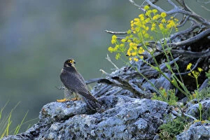 Falco Peregrinus Collection: Peregrine falcon male (Falco peregrinus) Andalusia, Spain, May