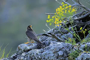 Peregrine falcon male (Falco peregrinus) Andalusia, Spain, May