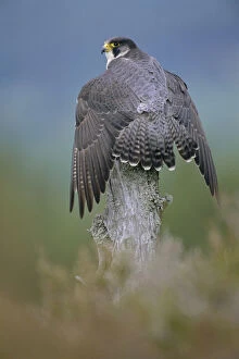 British Birds Collection: Peregrine falcon perched wings open {Falco peregrinus} Scotland, UK