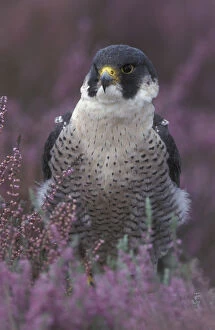 Falco Peregrinus Collection: Peregrine falcon portrait in Heather {Falco peregrinus} UK
