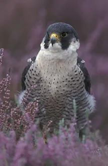 Peregrine falcon portrait in Heather {Falco peregrinus} UK