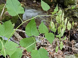 Pods Prints: Perennial honesty (Lunaria rediviva) seedheads, Rio Fuggio, Leonessa, Lazio, Italy. July