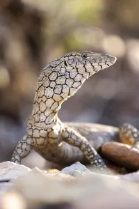 Perentie (Varanus giganteus) basking in a dry creek bed, Alice Springs, October