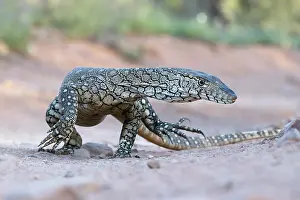 perentie varanus giganteus walking desert track Trending Item 4