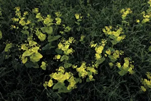 Images Dated 12th May 2009: Perfoliate alexanders (Smyrnium perfoliatum) flowers and Hairy vetch (Vicia villosa) Bastasi area