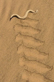 Peringueys adder (Bitis peringueyi) sidewinding in Namib desert, Namibia