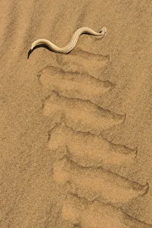 Animal Track Prints: Peringueys adder (Bitis peringueyi) sidewinding in Namib desert, Namibia