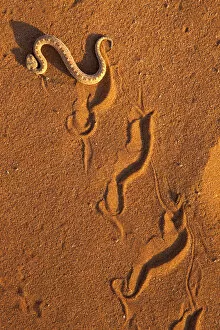 African Viper Gallery: Peringueys adder / Sidewinding adder (Bitis peringueyi), sidewinding'