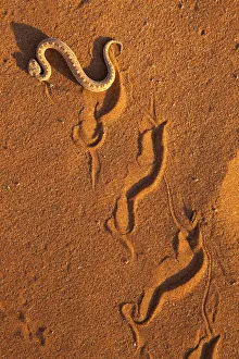Animal Track Prints: Peringueys adder / Sidewinding adder (Bitis peringueyi), sidewinding