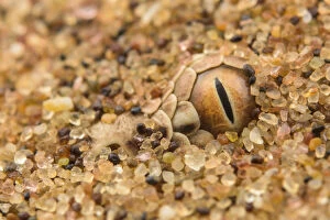 African Viper Gallery: Peringueys desert adder (Bitis peringueyi) camouflaged in desert sand, Namibia