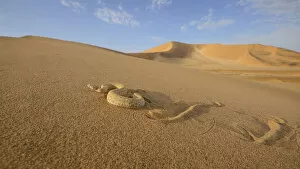 Images Dated 29th October 2019: Peringueys desert adder, (Bitis peringueyi), sidewinding on dune, Namib desert