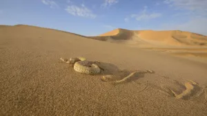 Images Dated 29th October 2019: Peringueys desert adder, (Bitis peringueyi), sidewinding on dune, Namib desert