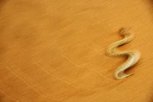 Images Dated 29th October 2019: Peringueys desert adder, (Bitis peringueyi), sidewinding on dune, Namib desert