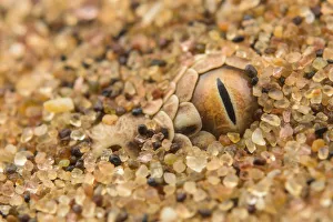 Namibia Prints: Peringueys desert adder (Bitis peringueyi) camouflaged in desert sand, Namibia