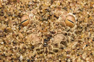 Peringueys desert adder (Bitis peringueyi) hidden in sand, Namibia