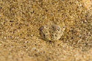 Peringueys / Sidewinding adder (Bitis peringueyi) hiding in shallow sand, Namib Desert