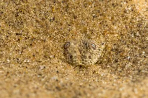 Surprise Prints: Peringueys / Sidewinding adder (Bitis peringueyi) hiding in shallow sand, Namib Desert