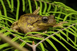 Hylidae Prints: Peron's tree frog (Litoria peronii) resting on leaves at night near edge of pond