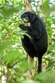 Sifaka Prints: Perrier's black sifaka (Propithecus perrieri) feeding in forest understorey