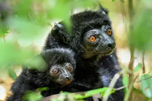 Sifaka Prints: Perrier's black sifaka (Propithecus perrieri) female with infant