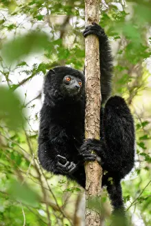 Sifaka Prints: Perrier's black sifaka (Propithecus perrieri) male