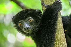 Sifaka Prints: Perrier's black sifaka (Propithecus perrieri) male